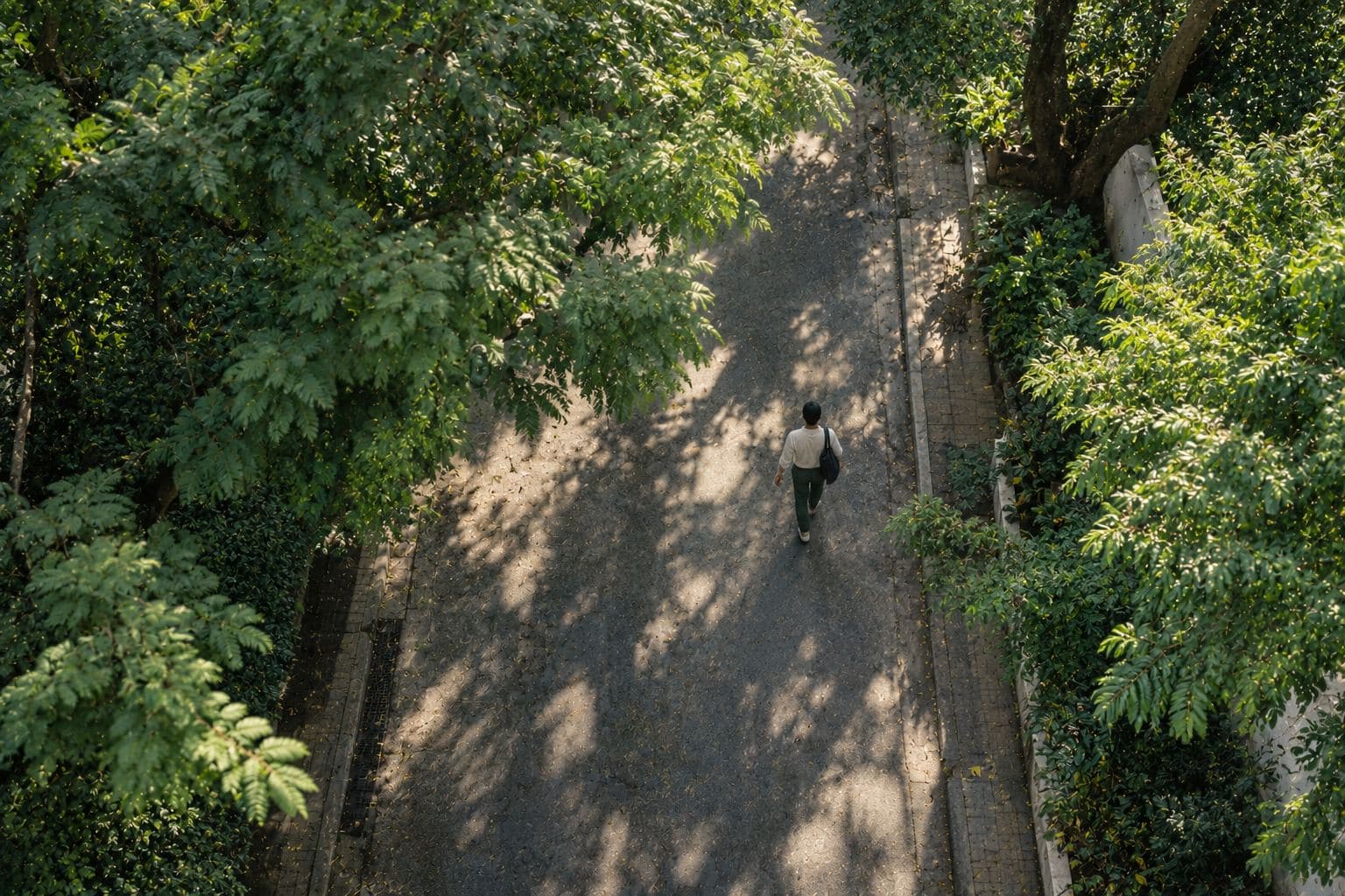 One person walking down a tree-lined lane, seen from above.